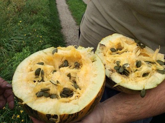 Open pumpkin with seeds inside
