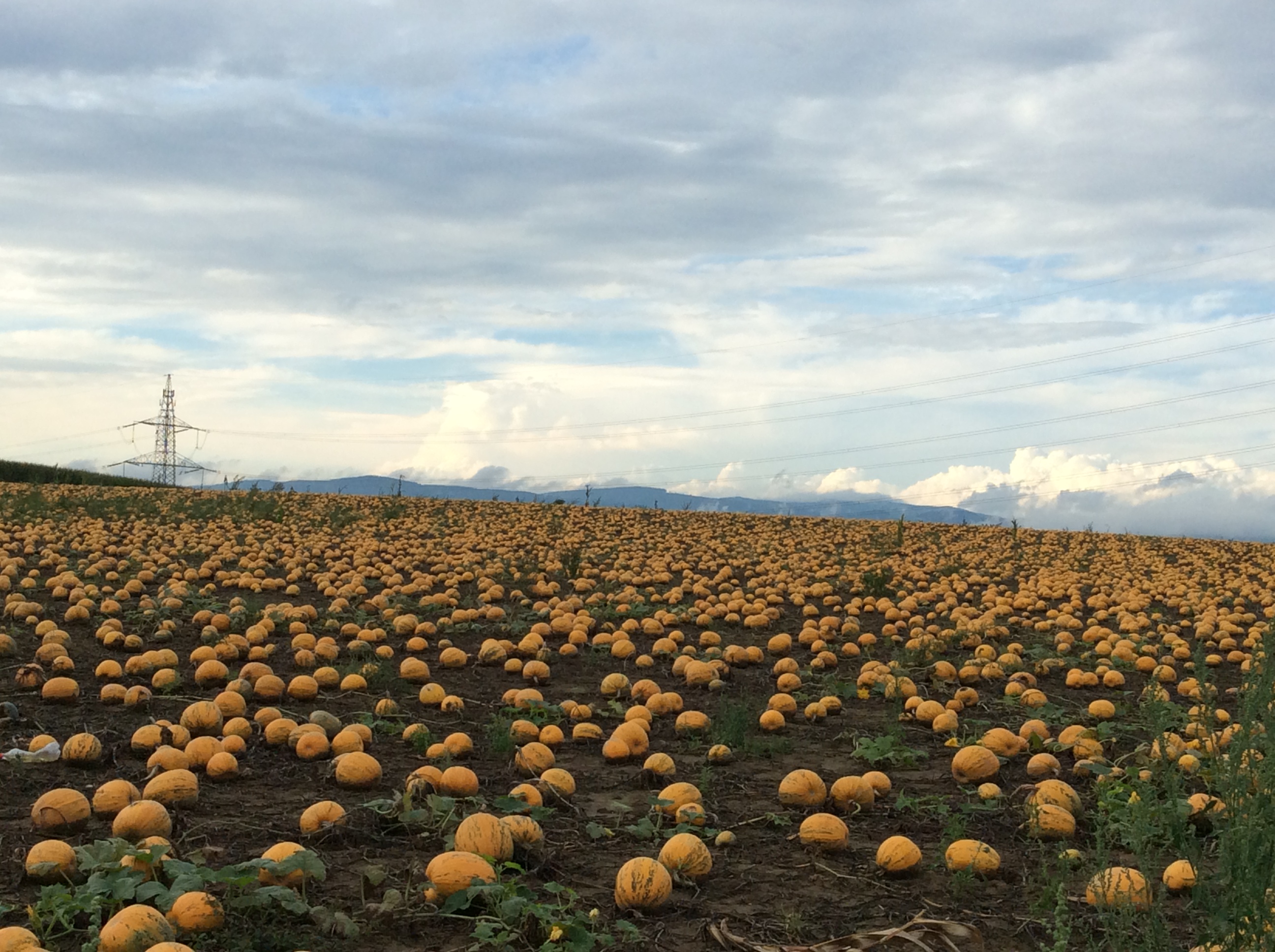 Pumpkins on the field